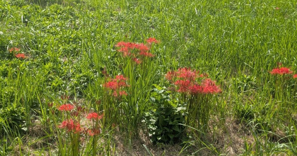 曼珠沙華と彼岸花の違い