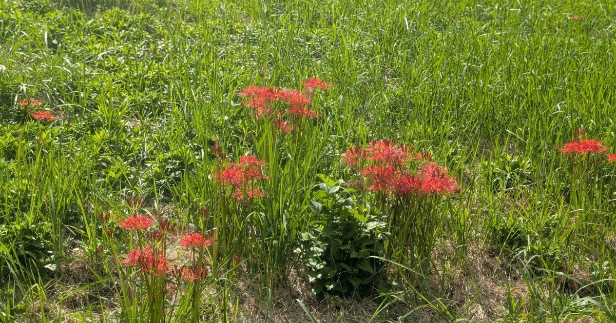 曼珠沙華と彼岸花の違い